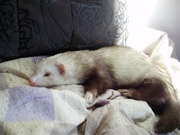 В хорошие руки недорого фреточка