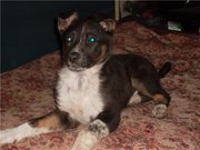 Отдам в хорошие руки щенка Лили, сплошной позитив.