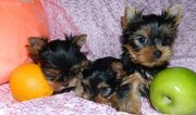 Щенки Йоркширского терьера ждут своих владельцев