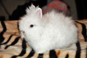 Миниатюрный крольченок (самец) русской ангорки