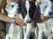 щенки среднеазиаской овчарки (САО, алабай, туркменский волкодав)