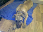 Продам питбультерьера