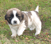 Продается щенки московской сторожевой