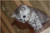 Продамшотландских вислоухих и прямоухих котят
