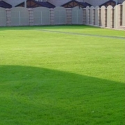 Семена травы газона