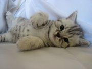 Мальчики скоттиш-страйт