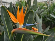 Продам цветы в горшке - Стрелиция Королевская