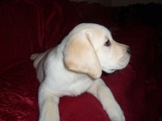 отличные щенки лабрадора