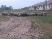 Продам отару овец (баранов)