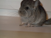 Продам шиншиллу