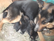 Очаровательные щенки немецкой овчарки