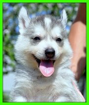 Хаски - Голубые глазки,  сибирский хаски,  щенки от Чемпионов на сайте!