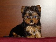 Продам щенков йоркширского терьера Днепропетровск.