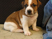 Джек Рассел терьер. Щенки породистые.