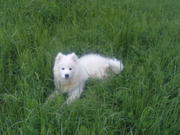 продам ЛАЙКУ