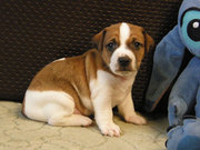 Джек Рассел терьер. Щенки породистые,  выставочные.