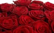 Срочно предлагаем розы оптом к выпускным
