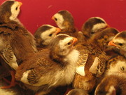 Птенцы цесарок - суточные, подрощенные