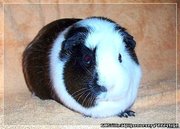 Продам 4-х морских свинок