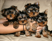 Продам 4-x щенков йоркширского терьера