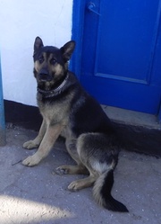 Щенки немецкой овчарки