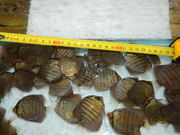 Малек и подросток дискуса. Опт и розница.				 