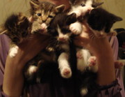 Европейские короткошерстные метисы котята