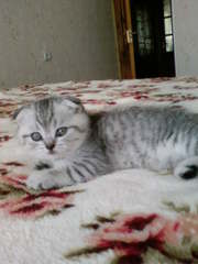 Продаю котят скоттиш-фолд