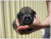 щенки МИТТЕЛЬШНАУЦЕРА питомник