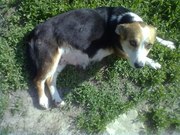 Отдам щенков бесплатно!!!