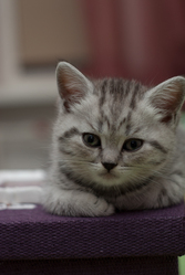 Чудо малыши британцы