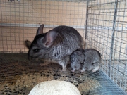 Продам Шишиллок