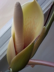 Продаю филодендрон копьевидный 1-5 лет