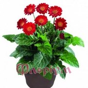 Герберы Rachel,  Cindy и др.