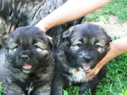 ПРОДАЮ ЭЛИТНЫХ ЩЕНКОВ КАВКАЗСКОЙ ОВЧАРКИ