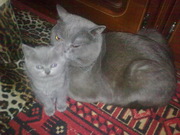 Британская короткошерстная