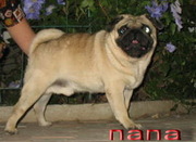 Щенки мопса - мопсики