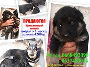 Чудесные маленькие немцы