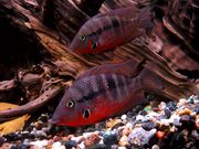 Продам подрощеного малька Цыхлазомы мееки!