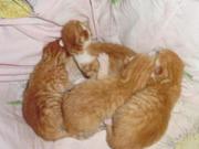 РЫЖИЕ КОТЯТА!!!!
