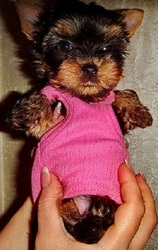 Миничка йоркширского терьера и минимальный стандарт документы КСУ