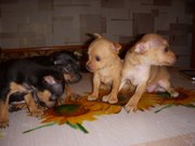 Продаются щенки породы «русский той-теръер»!!! 