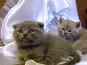 шотландские плюшевые котята