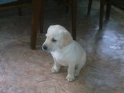 Палевые щеночки лабрадора