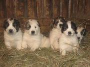 Щенки среднеазиатской овчарки