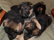 Высокопородные щенки немецкой овчарки