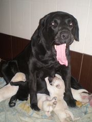 Щеночки лобрадора ретривера