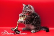 Шотландские котята от чемпиона мира 