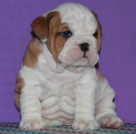 американский бульдог