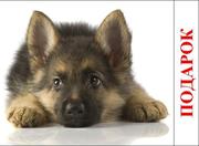 Продам щенка